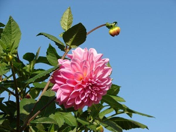 Dahlia plant