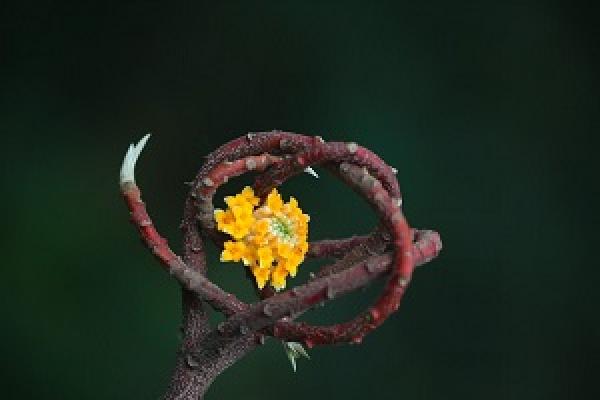 Fragrant plant