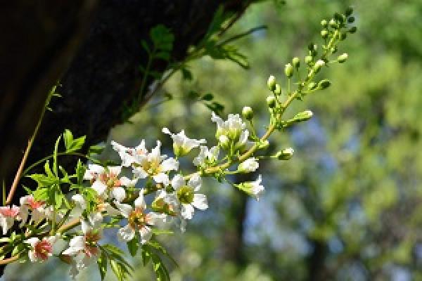 Beautiful Xanthoceras sorbifolia flower
