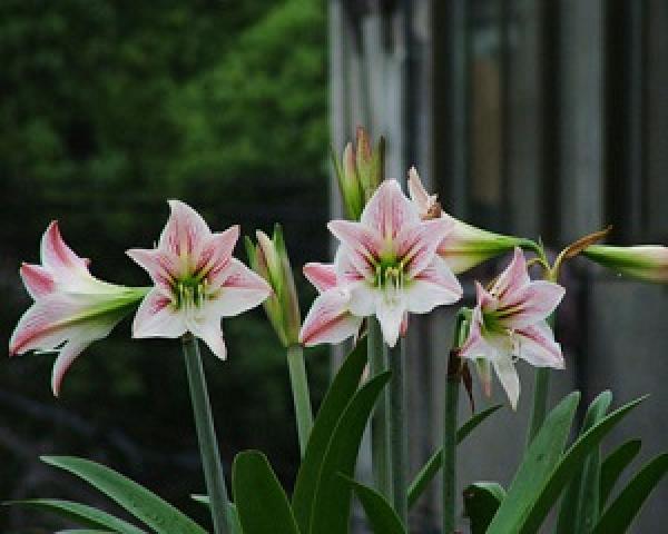 Fresh Amaryllis