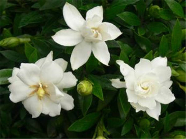Small Leaf Gardenia in Bloom