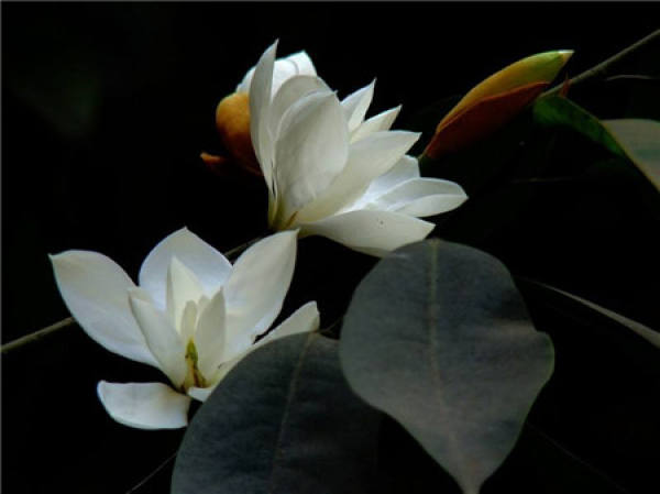 Michelia platypetala plant