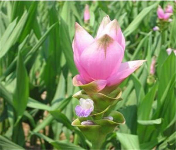 Beautiful Ginger Lotus