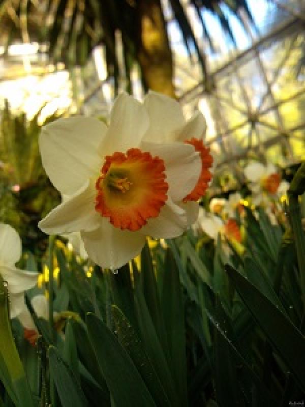 Narcissus flowers
