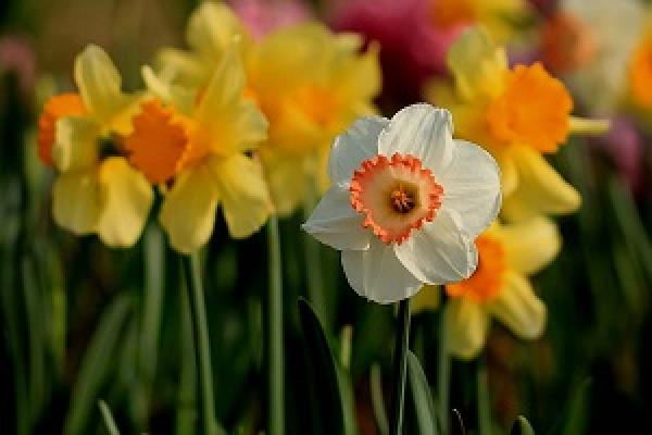Narcissus flowers