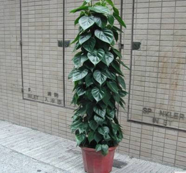 Rattan plant