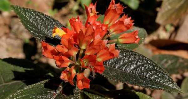 Rhododendron plant