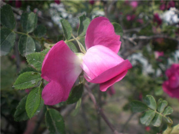 Beautiful bitter water roses.