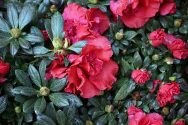 Rhododendron flower