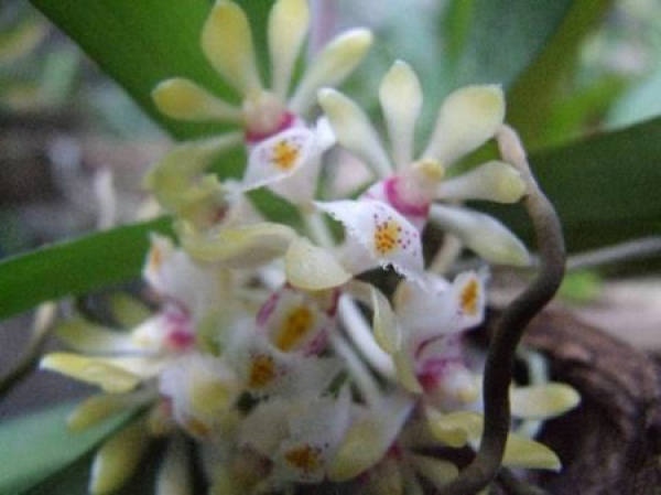 orchid in pot