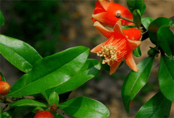 Chinese rose pomegranate plant