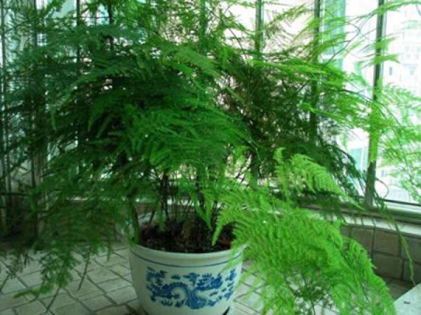 potted bamboo