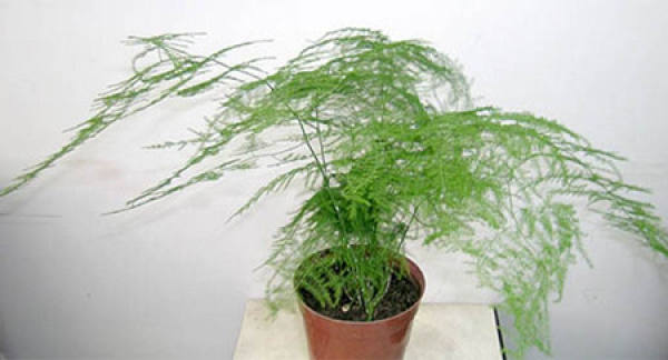 potted bamboo