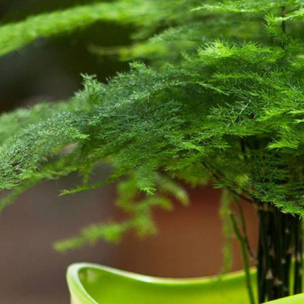 Verdant asparagus