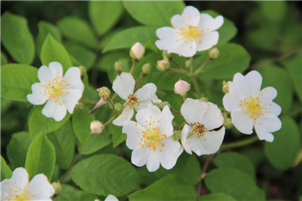 Multiflora rose