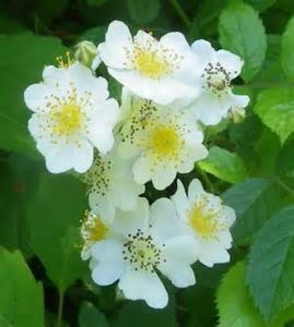 Beautiful wild roses.