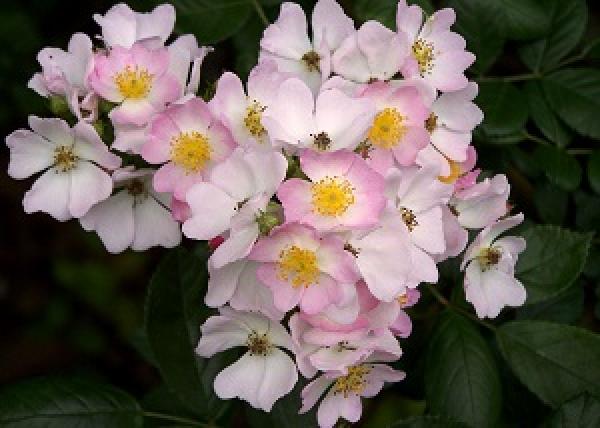 Briar blossom