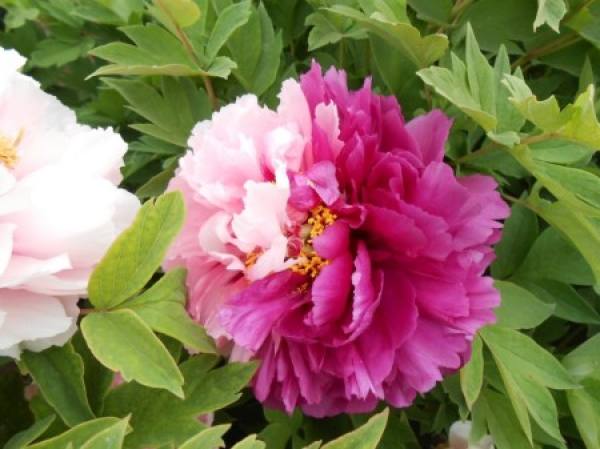 Erqiao peony plant
