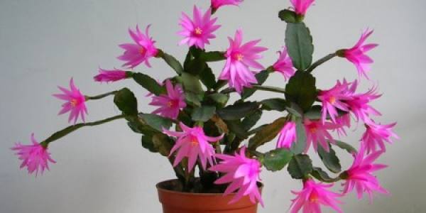 Pink false epiphyllum