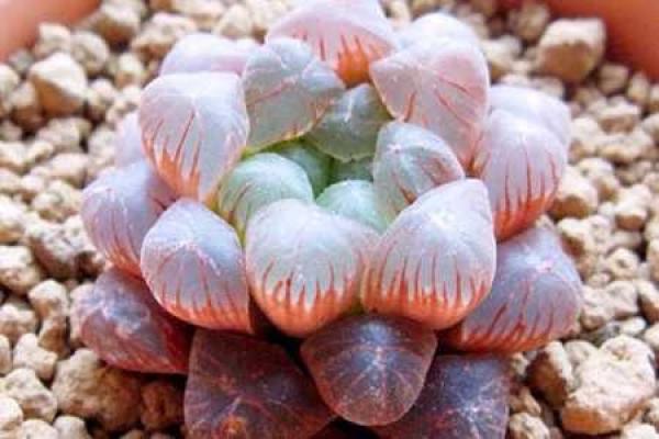 Beautiful Jade Dew