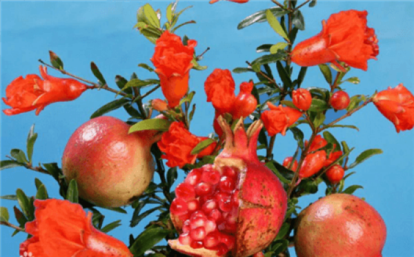 Chinese rose pomegranate fruit