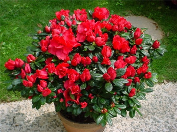 Potted Rhododendron