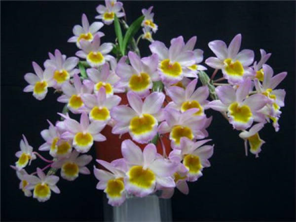 Beautiful Dendrobium roseum