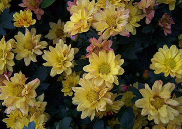 multi head chrysanthemum