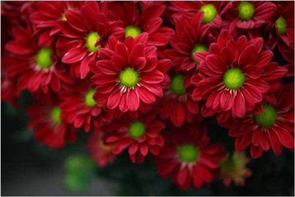 multi head chrysanthemum
