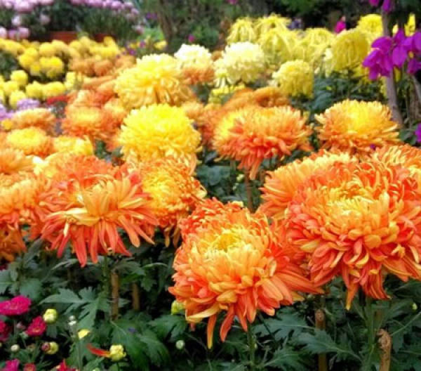 A good-looking chrysanthemum