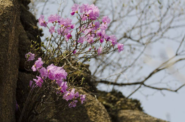 Yinghong Rhododendron plant