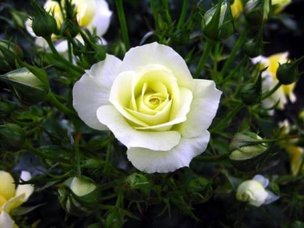Fresh and beautiful perfume rose