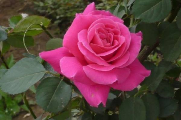 The blooming perfume rose