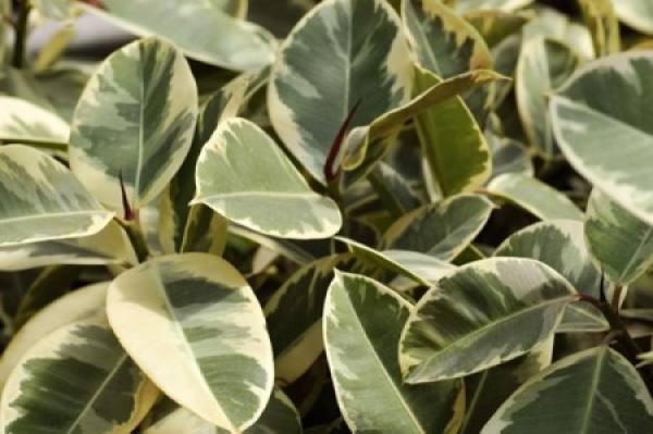 The leaves of Hoya variegata