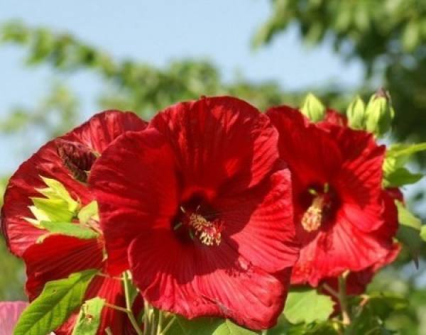 Hibiscus plant