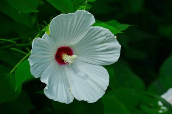 Fresh Hibiscus