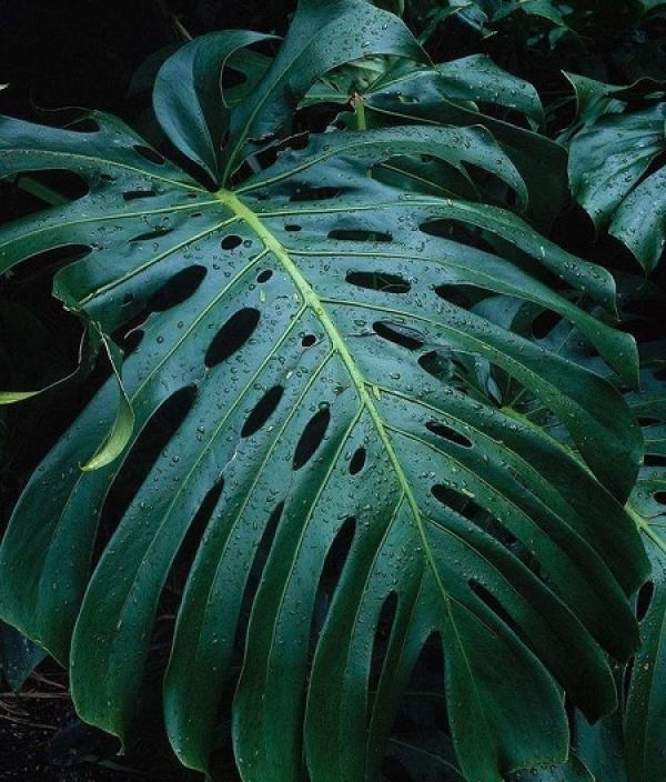 Turtle Back Bamboo Leaf