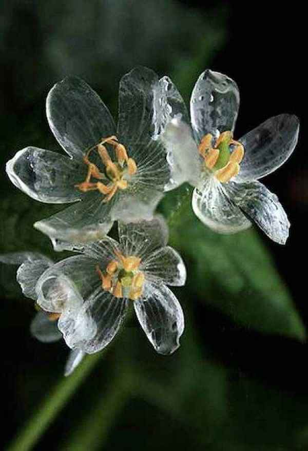 Diphyllum plant