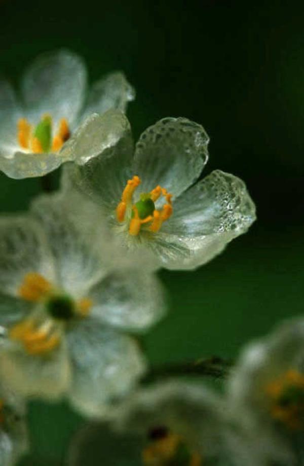 Crystal Clear Lotus Leaf