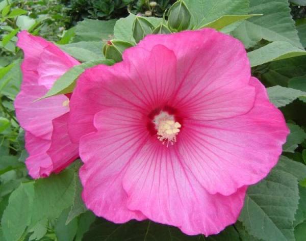 Hibiscus sunflower