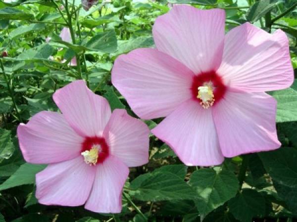 Hibiscus sunflower