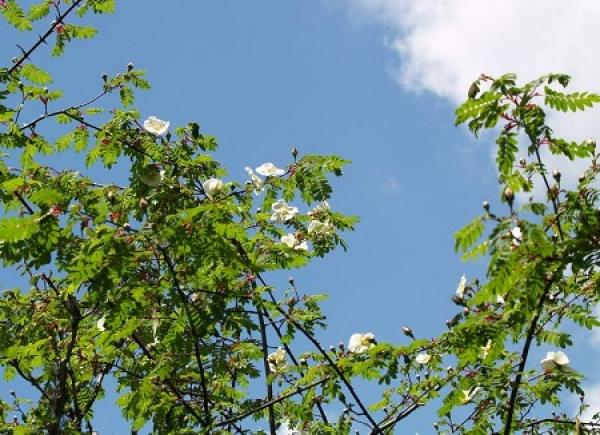 Rosa omeiensis