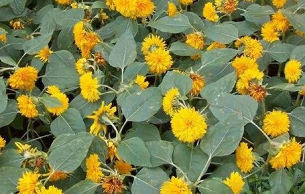 A vast expanse of millepetal chrysanthemum