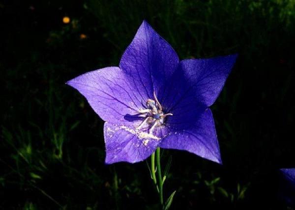 The flowers of Platycodon grandiflorum