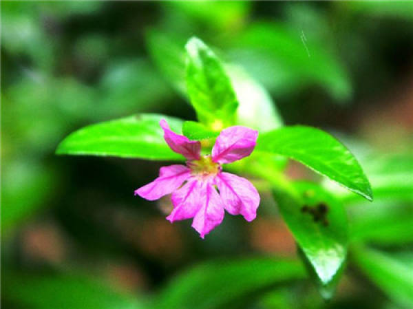 Calyx spur flower