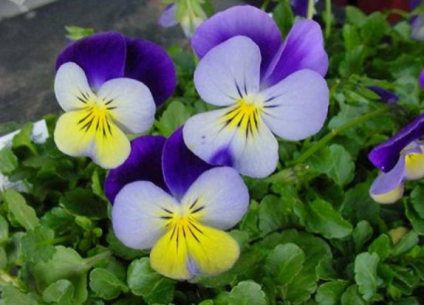 The flowers of the horned violet