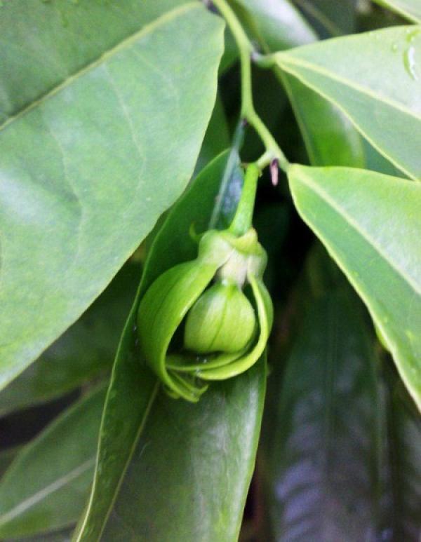 Eagle Claw Flower with Full Personality