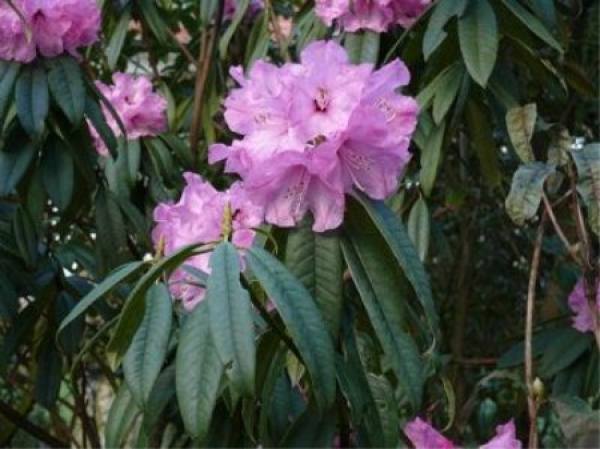Plants of Rhododendron cerifolium