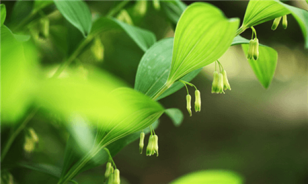 Polygonatum