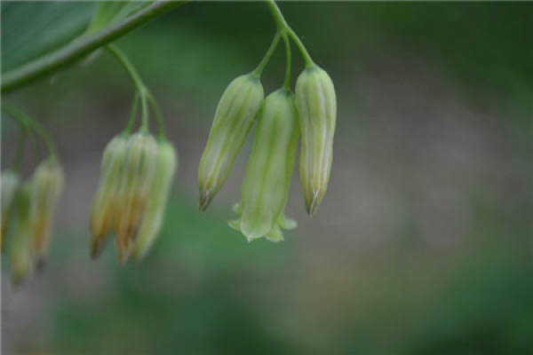 The flowers of Polygonatum cyrtonema